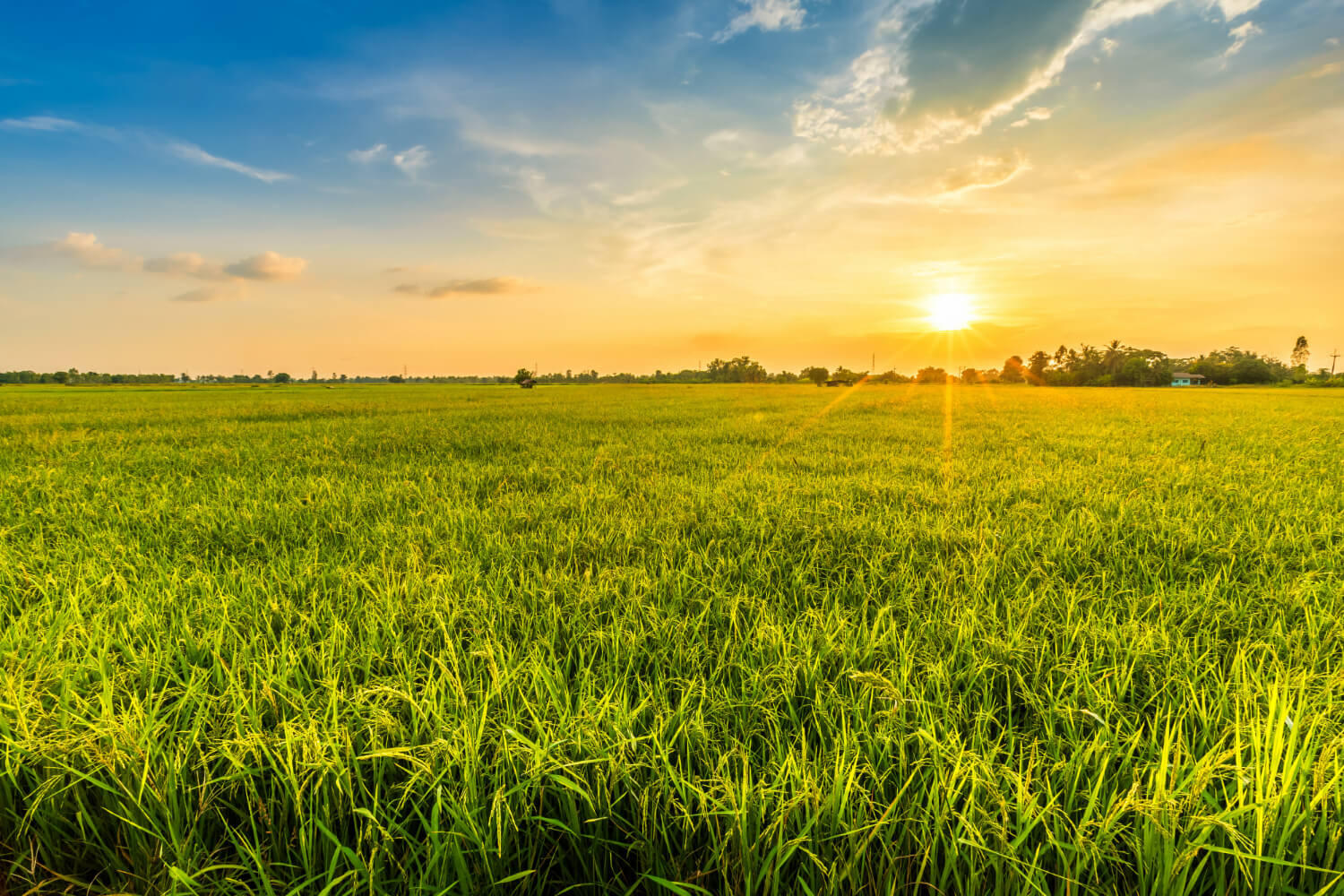 Beautiful environment landscape of green field