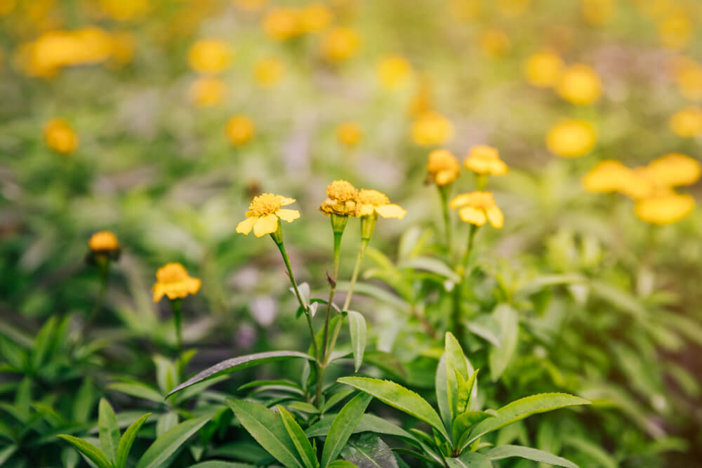 Close-up of yellow flowers on thyme plant in the garden