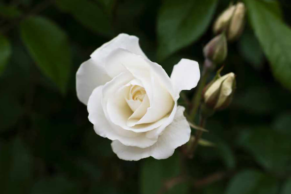 One white rose on a dark background